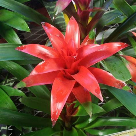 Guzmania Flower Meaning | Best Flower Site