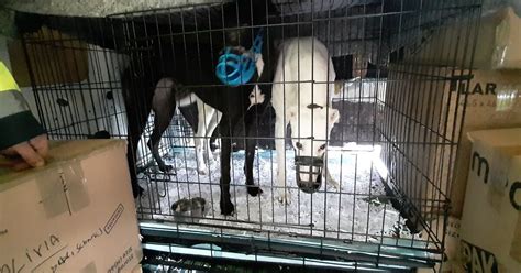 A dozen greyhounds found in cramped cages at Dublin Port – The Irish Times