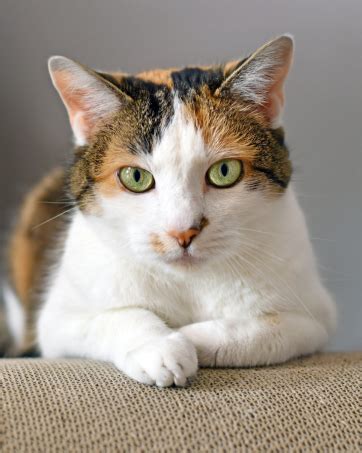 Buy URBANPET Dog Bathing Brush, Dog hair Brush/dog accessories cat Comb ...