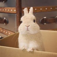 Image result for Really Cute Bunnies