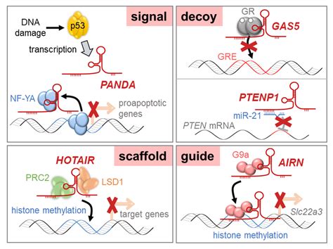 Image result for Non-Coding RNA Function