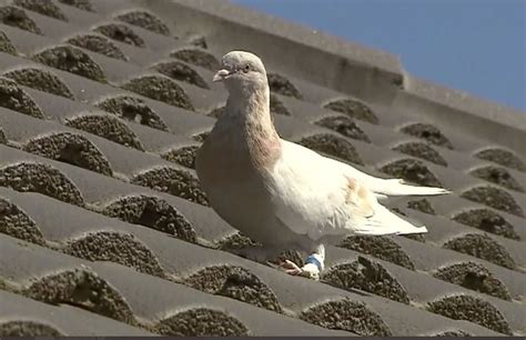 US Racing Pigeon That Survived 13,000 km Journey to Face Euthanasia in ...