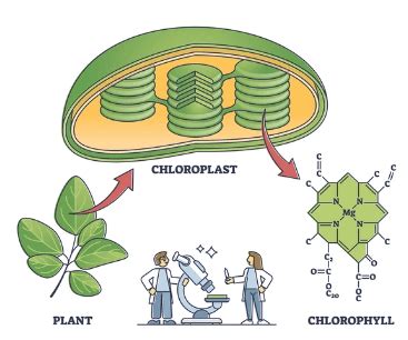 What is Chlorophyll - Types, Structure and Benefits