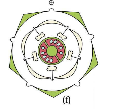 botany - How to read a floral diagram? - Biology Stack Exchange