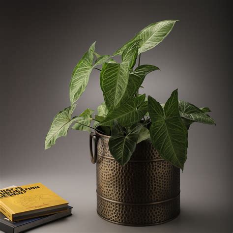 Antique Bronze Waste Bin – Indecraft