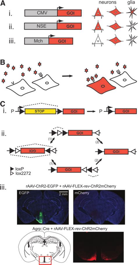 Image result for Selective Gene Expression