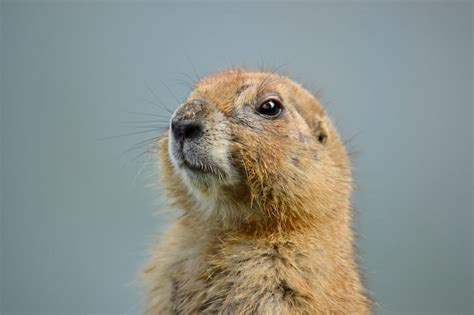 Image result for Domesticated Prairie Dogs