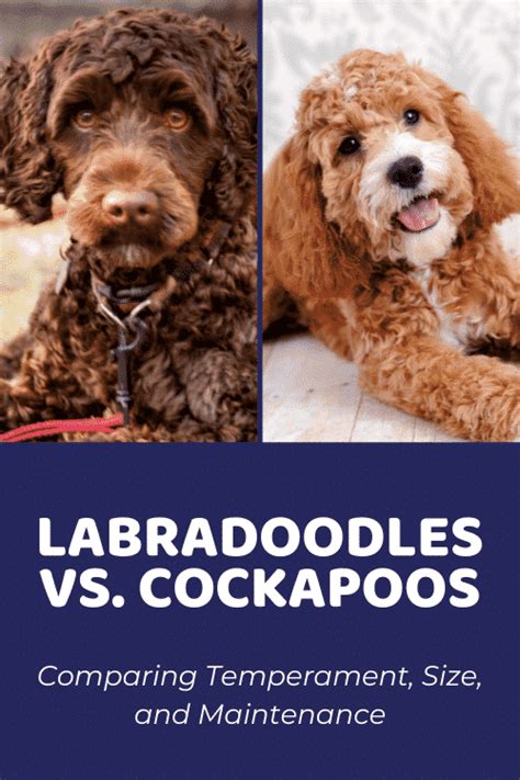 Image result for Cockapoo vs Labradoodle