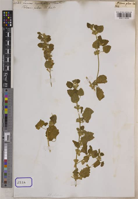 Leucas nepetifolia Benth. | Plants of the World Online | Kew Science