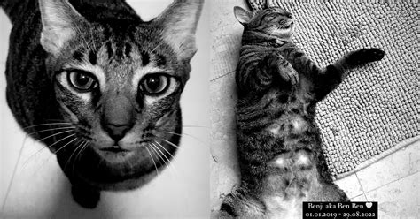 Image result for Python Eating a Cat