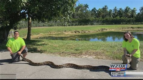 Florida Python's 的图像结果