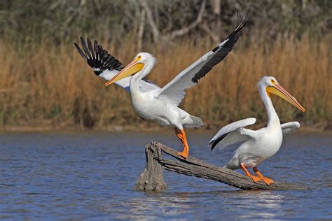 Pelican Outpost — ABNC