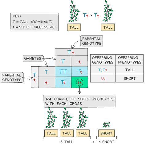 Genetic Inheritance - Biology for Grade 10 PDF Download