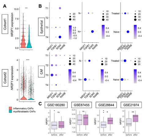 NR2F1, a Tumor Dormancy Marker, Is Expressed Predominantly in Cancer ...