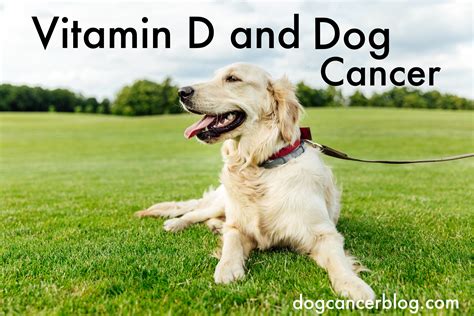 Vitamin D and Dog Cancer - Dog Cancer Blog