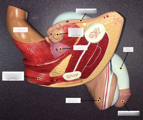 Image result for Male Reproduction Model