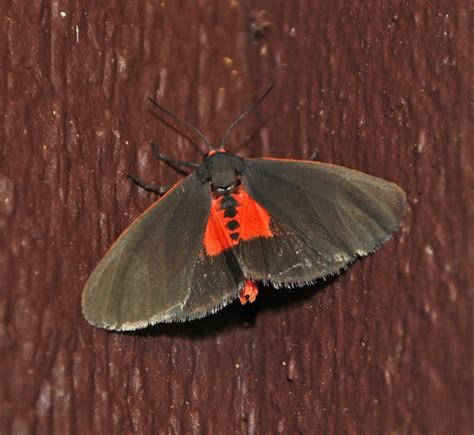 19 Common Black and Red Moths (Pictures And Identification)