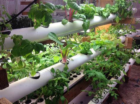 Build a NFT Hydroponic System Using 50Mm PVC 的图像结果