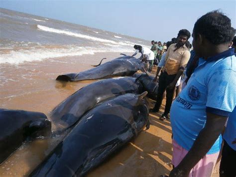 'An impending quake caused whale beaching in TN' - Rediff.com India News