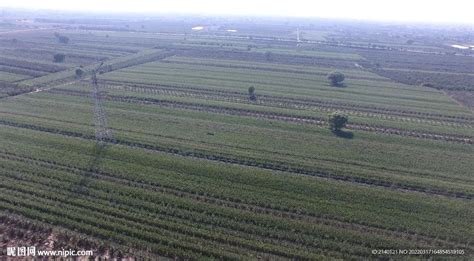 庄稼 的图像结果