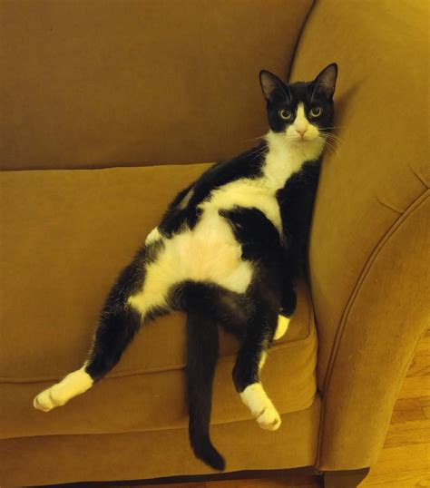 Funny cats - part 257 (40 pics + 10 gifs) | Amazing Creatures