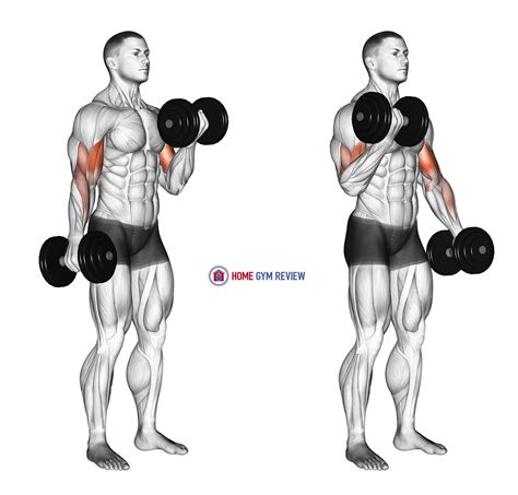 Dumbbell Exercises For Upper Biceps at Brooke Bermingham blog