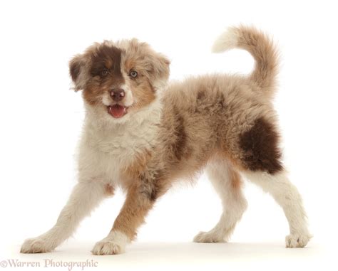 Dog: Red merle Cadoodle puppy, 10 weeks old photo WP46308