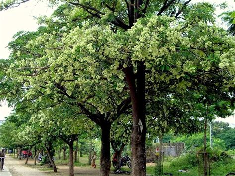 Best Native Trees to grow in Jharkhand – Grow Billion Trees