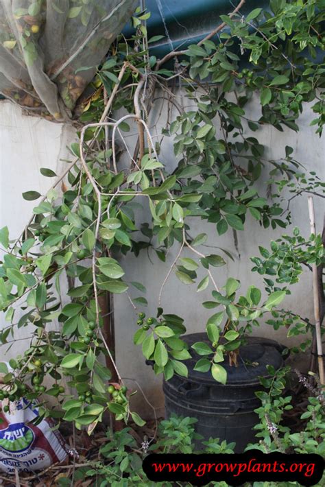 Image result for Lemon Guava Tree