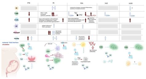 Innate and Adaptive Immune Systems in Physiological and Pathological ...