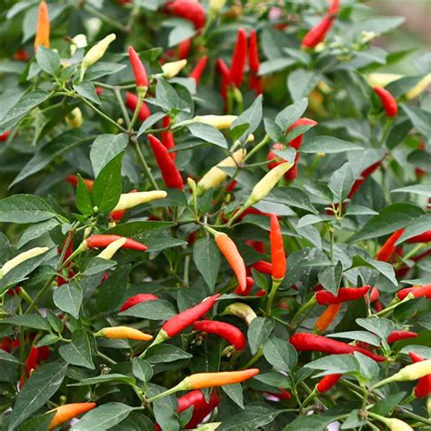 Buy Capsicum annuum 'Basket of Fire' F1 chilli 'Basket of Fire F1 ...