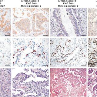 Image result for IHC Staining