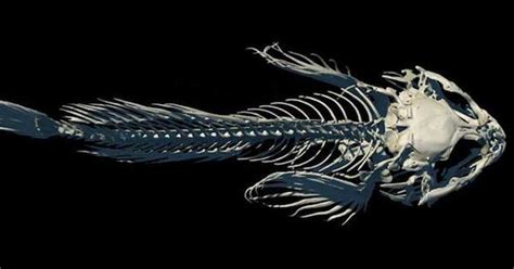 世界中の魚を「CTスキャン」するマッドサイエンティストの野望（1/3ページ） - 産経ニュース