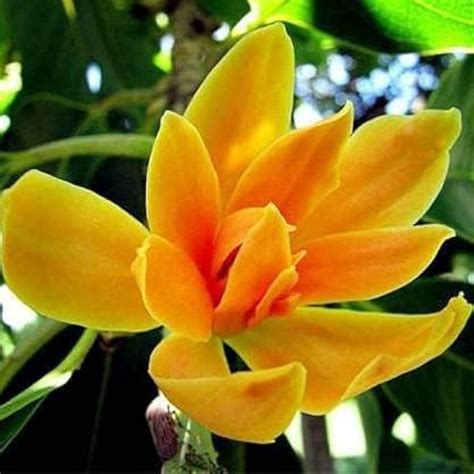 Orange Swarna Champa Live Plant – Fragrant Ornamental Flowering Tree f ...