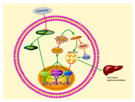 Cyanate Induces Oxidative Stress Injury and Abnormal Lipid Metabolism ...