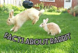Image result for Hopping Bunny Template