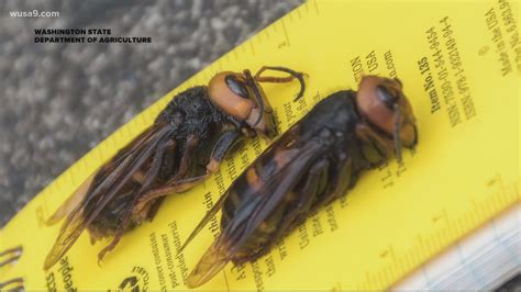 What is a murder hornet? | wusa9.com