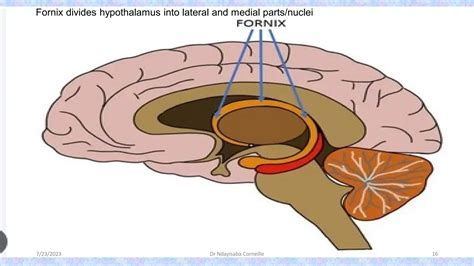 ANATOMY and PHYSIOLOGY _OF _HYPOTHALAMUS | PDF