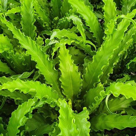 Japanese Birds Nest Fern - Asplenium nidus Osaka | Buy Online Australia ...