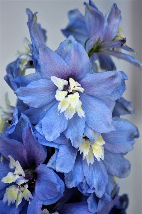 Blue Delphinium Flowers Free Stock Photo - Public Domain Pictures