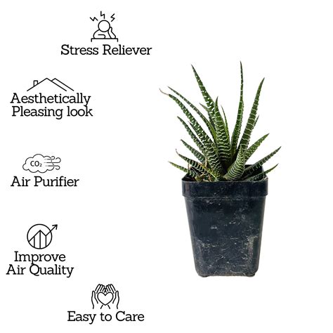 Zebra Haworthia | Haworthia Fasciata - Succulent Live Plant (Home & Ga ...