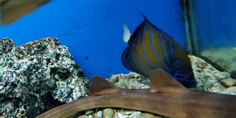 ABYSS FISH AQUARIUM GOA (2025) All You Need to Know BEFORE You Go (with ...