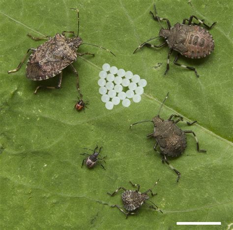 Stink Bug Life Cycle