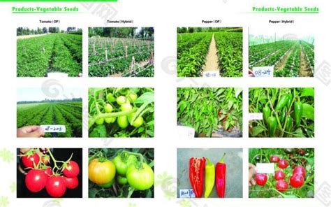 种子公司画册图片平面广告素材免费下载(图片编号:2782923)-六图网