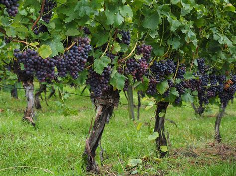12 Best Companion Plants for Grapes To Improve Yield