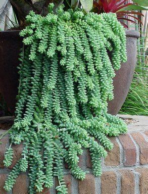 Common Problems With Both Plants