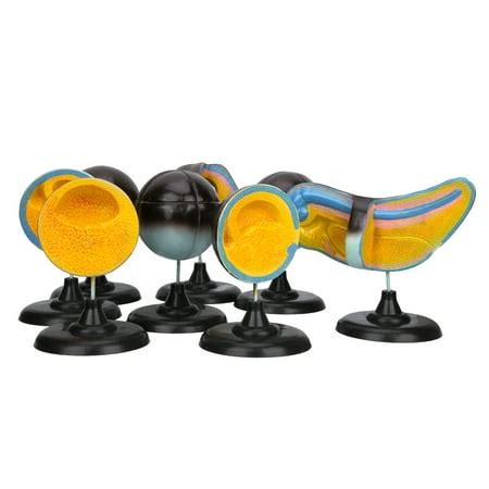 Biological Reproduction Model Kit 的图像结果