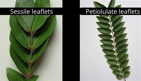 How to recognize compound leaves? – NATURE CLEARLY