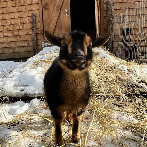 What Sound Does a Goat Make? (Different Sounds & Meanings)