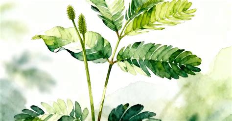 అత్తిపత్తి మొక్క ఆరోగ్య ప్రయోజనాలు Touch Me Not Plant Amazing Benefits ...